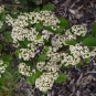 Cotonéastre laineux (crédits Lacteurs B)