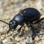 Crache-sang (Timarcha tenebricosa), un coléoptère aux élytres soudées © Mathilde Poussin