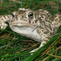 Crapaud calamite (Crédits : Laurent Lebois)