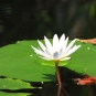 Nénuphar blanc (Crédits : Cristian Bortes - flickr)