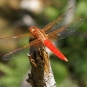 Crocothemis erythraea (Crédits: Sergio niebla)