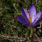Crocus d'automne (Crédits: PierreG_09 -Flickr)