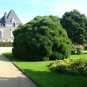 Cryptomeria du Japon (crédits Abujoy)