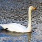 Cygne chanteur (Crédits: Stéphanie Ritz)