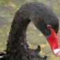 Cygne noir (Crédits: Stéphanie Ritz)
