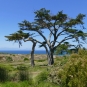 Cyprès Lambert (crédits Bernard Dupont)