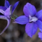 Dauphinelle fendue fleur