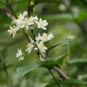 Deutzia rude, rameau fleuri. Crédits : Harum.koh - Flickr