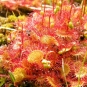 drosera