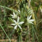 Ornithogale des Pyrénées - fleurs (Crédits : Léa Charbonnier)