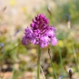 Orchis pyramidal - inflorescence (Crédits : Léa Charbonnier)