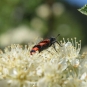 Clairon des abeilles (Crédits: Sabine Meneut)