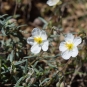 Hélianthème des apennins (Crédits : Sabine Meneut)