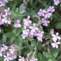 Saponaire faux basilic - fleurs (Crédits : Léa Charbonnier)