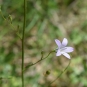 Campanule raiponce - fleur (Crédits : Léa Charbonnier)