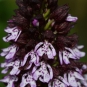 Fleurs d'Orchis pourpre (Crédits : Sabine Meneut)