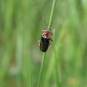 Cantharis rustica (Crédits: Sabine Meneut)