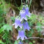 Campanule barbue (Crédits : Sabine Meneut)