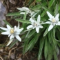 Edelweiss (Crédits : Cyril Gautreau)