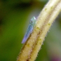 Cicadelle verte