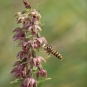 Epipactis à larges feuilles -Epipactis helleborine (crédit: Quessoy)