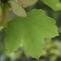 Erable à feuilles d'obier (Crédits: Sabine Meneut)