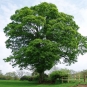 Erable sycomore