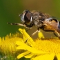 Eristale des arbustes Eristalis arbustorum crédit: Frank Vassen