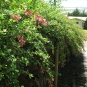 Escallonia Rubra (crédits Forest Kim Starr)