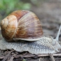 Escargot-de-Bourgogne-credit-Björn-S...