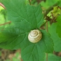 Escargot-des-jardins-credit-RNN-la-Bassée