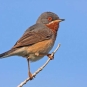 Fauvette passerinette - Sylvia cantillans