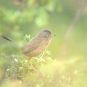 Fauvette pitchou (Crédits : photothèque Bretagne Vivante-sepnb)