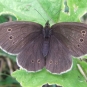 Tristan-Aphantopus hyperantus (crédit: Orangeaurochs)