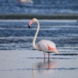 Flamant rose (Phoenicopterus roseus)
