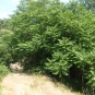 Ailante glanduleux (Crédits : Sabine Meneut)