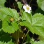 Fraisier sauvage - fleurs et feuilles (Crédits : Benoît Toussaint)