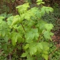 Framboisier sauvage