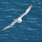 Fulmar boréal - Crédit: photothèque Bretagne Vivante-sepnb