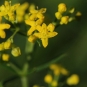 Fleurs de Galium verum  (© : Björn S - Flickr)
