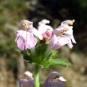 Galeopsis intermédiaire © Flickr, Joan Simon