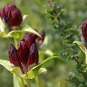 Gentiane pourpre (Crédits: Randi Hausken - Flickr)