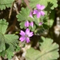 Géranium à feuilles molles (Lugdivine BORELLO)