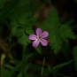 Géranium herbe-à-Robert
