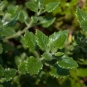 Germandrée glauque