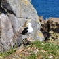 goéland marin - Crédit: photothèque Bretagne Vivante-sepnb