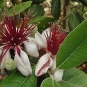 Fleur du goyavier de Montevideo (Crédits : Dick Culbert)