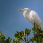 Grande aigrette (Ardea alba)