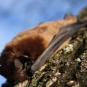 Grande noctule (Crédits: Jérône Fouert-Pouret)