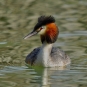Grèbe huppé (Podiceps cristatus)